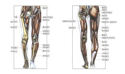 다리 근육 구조